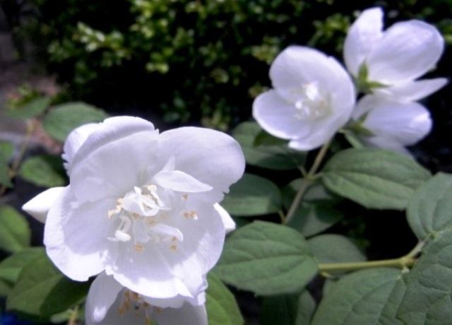 梅花空木の花 花と蕎麦とリハビリと 楽天ブログ