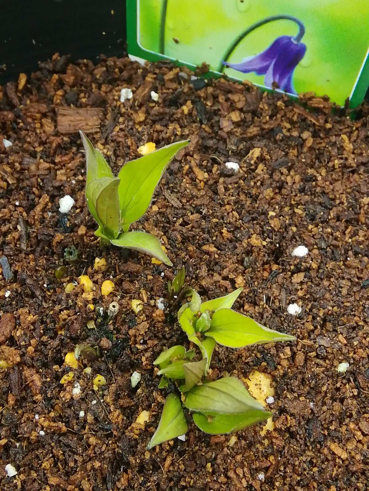 芽が動き始めてきた。 | ムシトリ観察 - 楽天ブログ 芽が動き始めてきた。 | ムシトリ観察 - 楽天ブログ