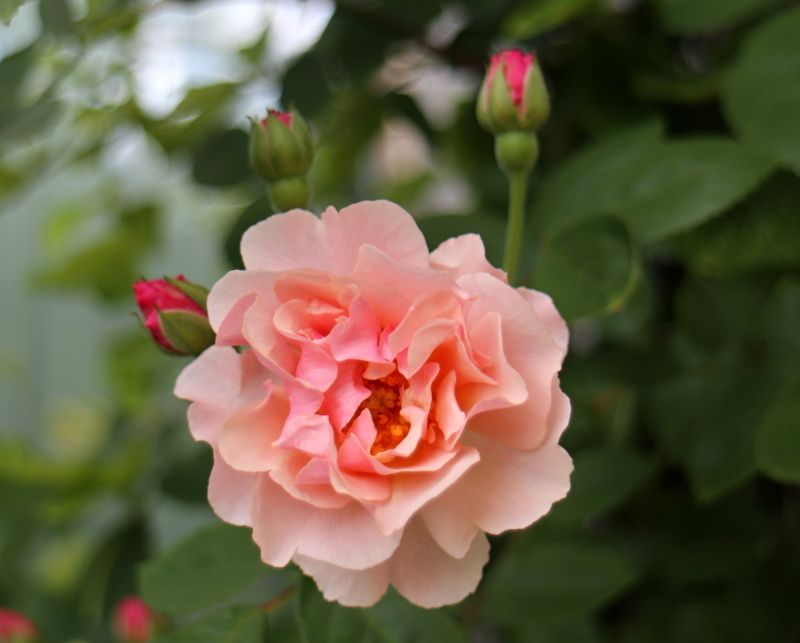 コーネリア バラと可愛い花たち 楽天ブログ