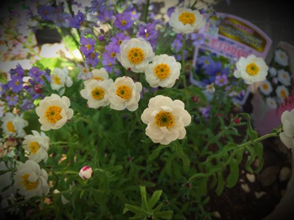 rblog-20160225162021-00.jpg