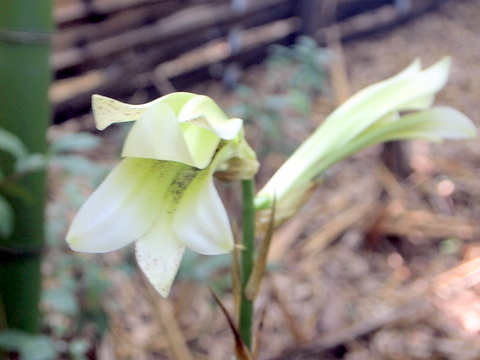 ウバユリの花-2