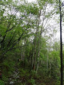 登山道