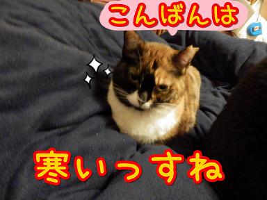 たぁこ寒い.JPG