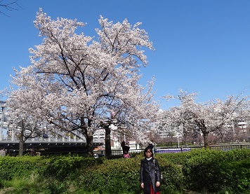 桜４.jpg