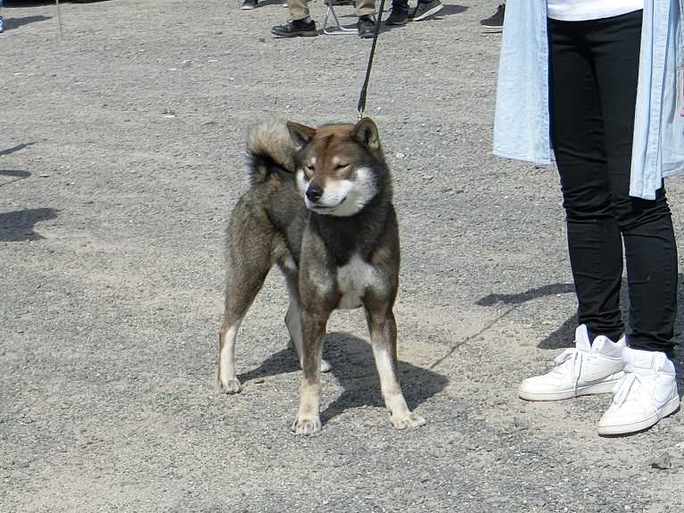 2ページ目の 展覧会 日本犬保存会 柴楽日記 楽天ブログ