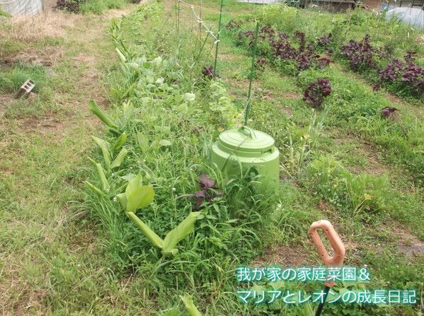 ウコン栽培 我が家の家庭菜園 マリアとレオンの成長日記 楽天ブログ