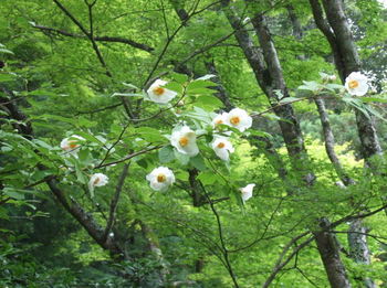 沙羅の花