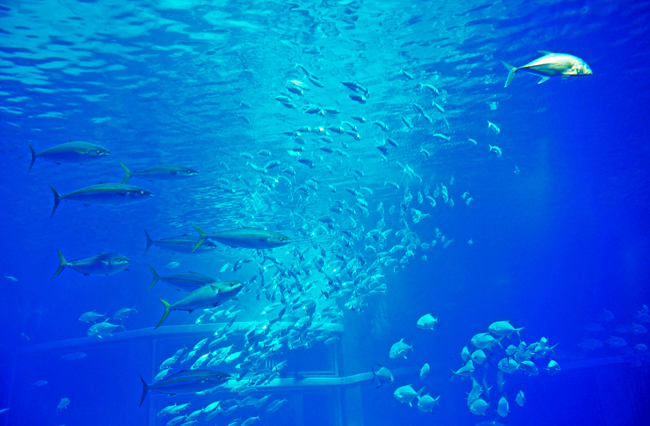 魚２