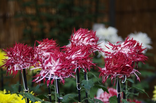 東京都観光菊花大会