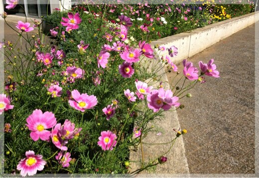 本牧山頂公園のコスモス