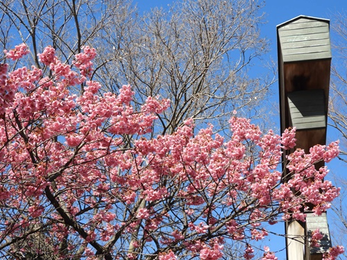 荏原神社の寒緋桜