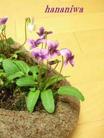 2012_0216トレッサ用寄せ植えとクレマチスの講座とカ0003.JPG