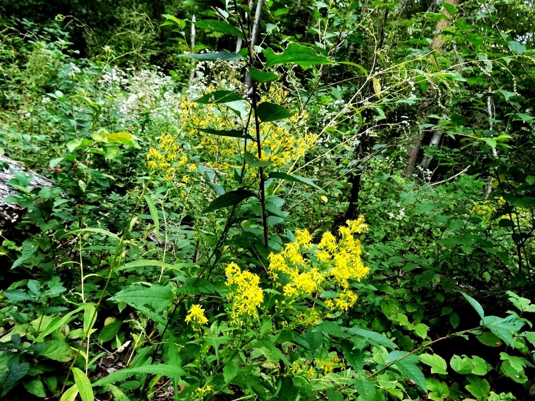 鉄道最高地点のあるｊｒ野辺山駅 山と星空と小型車でサイクリング 楽天ブログ