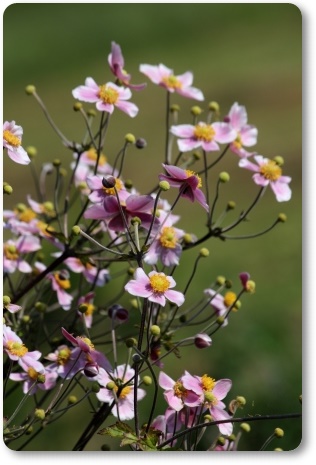 狐山古墳-22 シュウメイギク-1 13.9.24