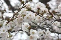 2015040405.jpg