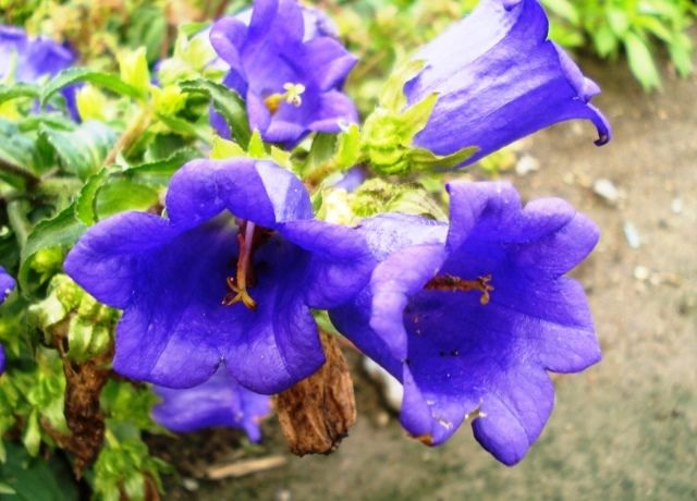 風鈴草の花 花と蕎麦とリハビリと 楽天ブログ