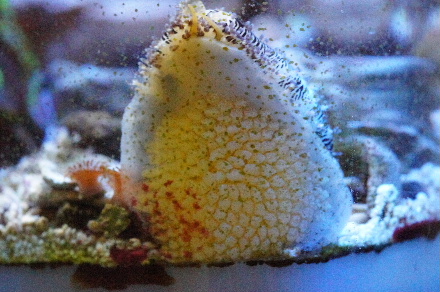 2013_0905ﾄｹﾞ､ﾀﾞｶﾗｶﾞｲ0008.JPG