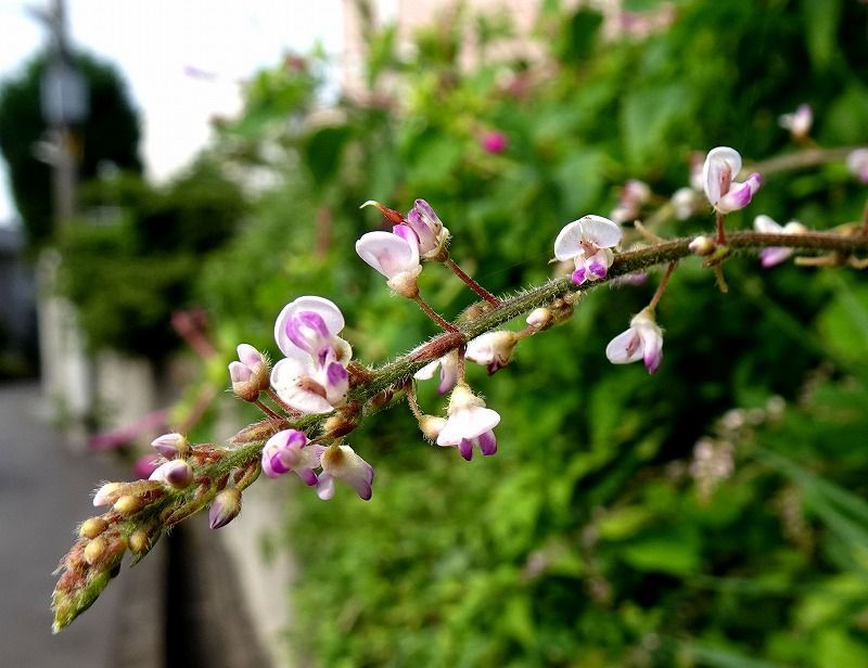 7月19日 今日の一花 ヌスビトハギ 盗人萩 Gazengamaのブログ 散歩中に出合った花と趣味の陶芸作品 楽天ブログ