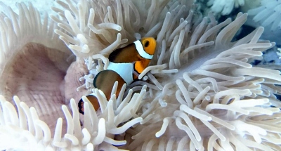 1450861012809 (400x215).jpg