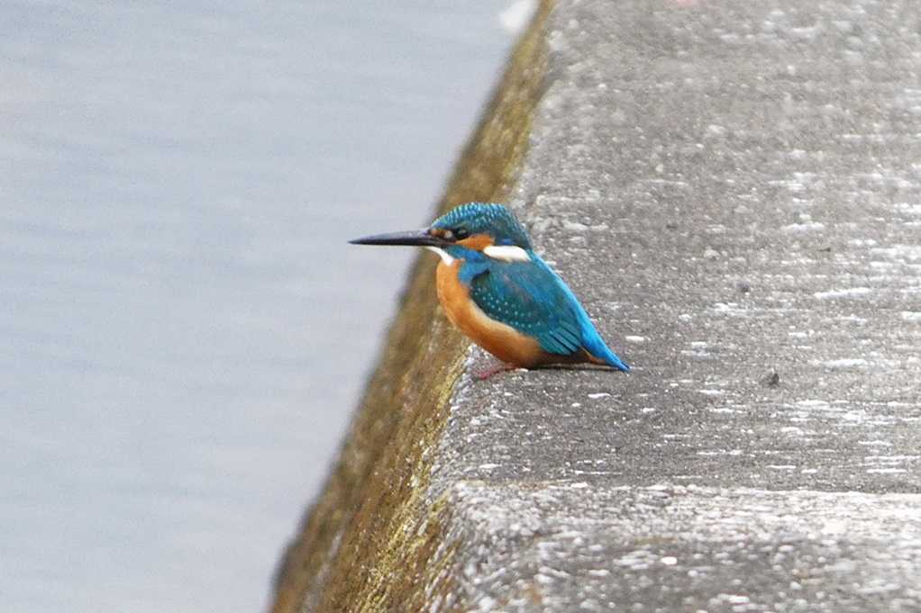 515