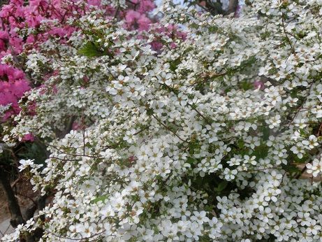 白 雪柳 シジミ花 スノーフレーク 芝桜 静かな時が流れる 風の庭 楽天ブログ