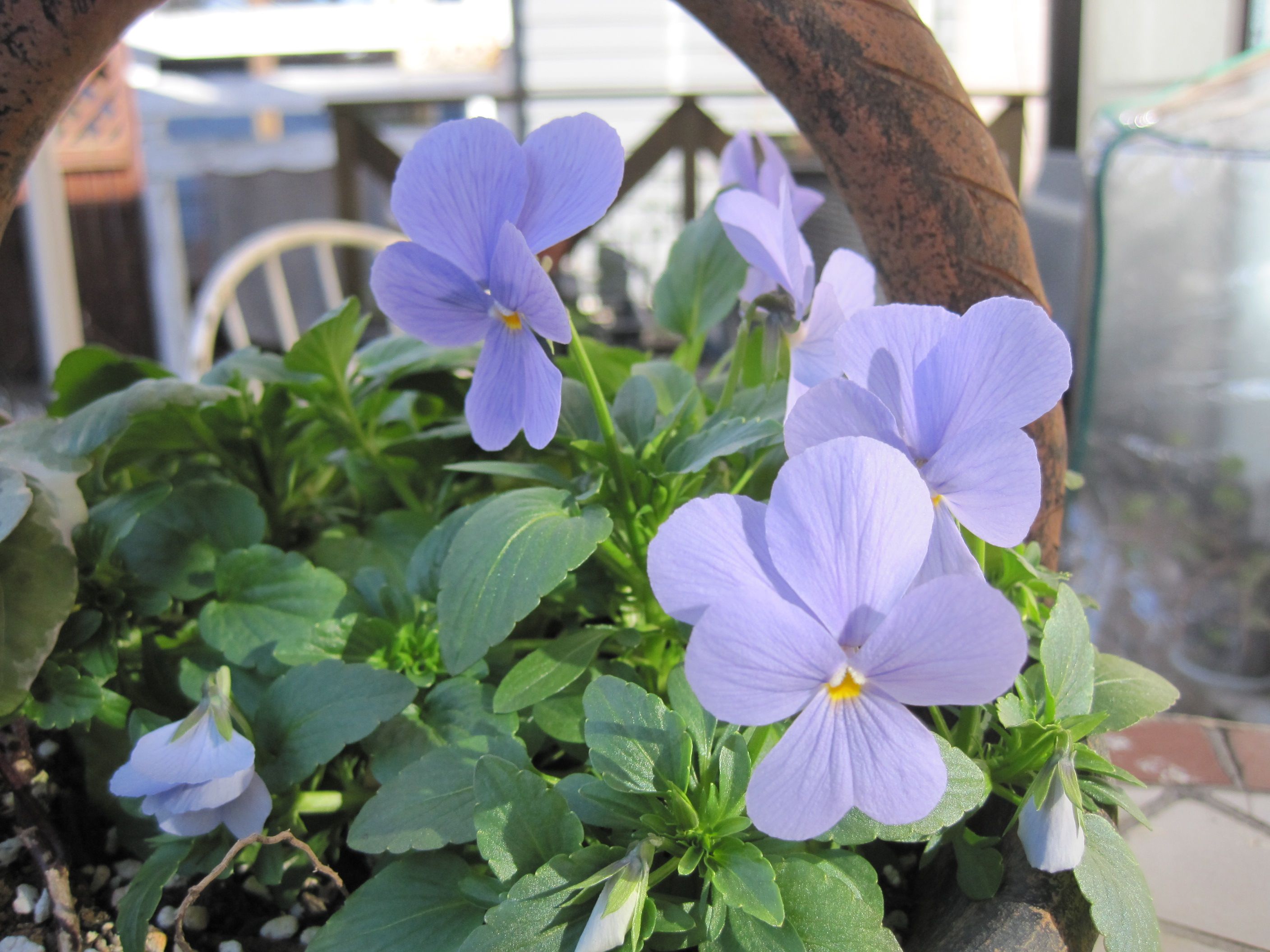 真冬に咲く秋播き種の花 ビオラ ヘブンリーブルー たねをまく日々 楽天ブログ