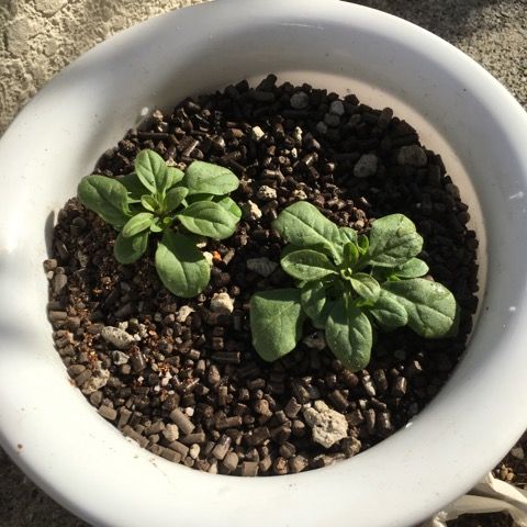 ペチュニア定植と本日のパンジー ビオラ 花いっぱい咲かせたい 楽天ブログ