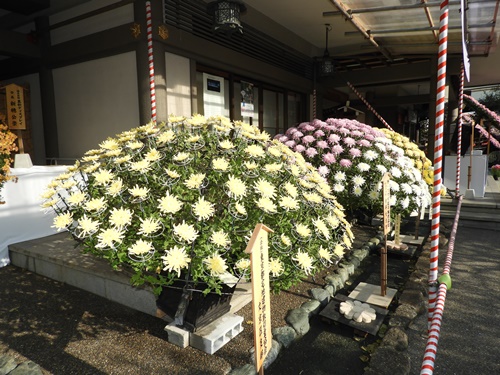 湯島天神菊まつり