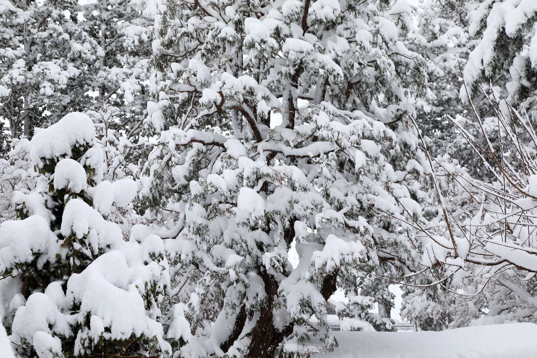 庭の雪景色 壁紙自然派 楽天ブログ