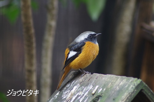 井の頭自然文化園