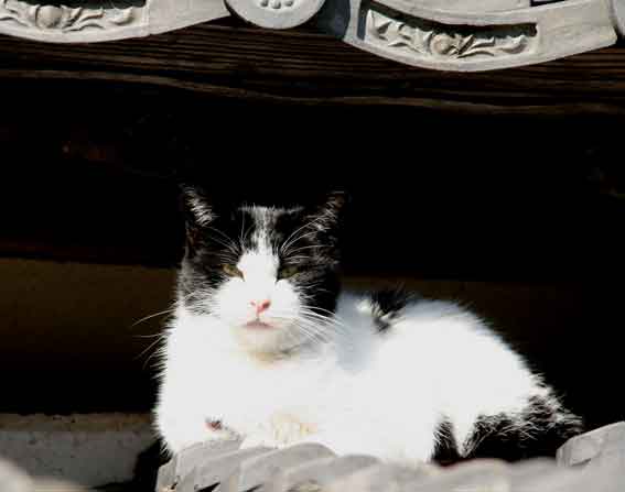 我が家のニャンコ♪2013/1/29-2