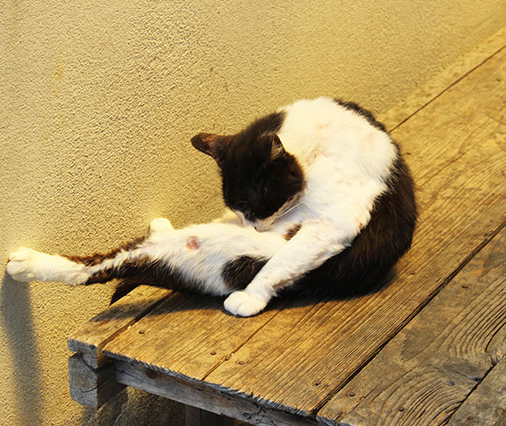 我が家のニャンコ♪2014/06/7-2