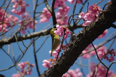 荏原神社の寒緋桜