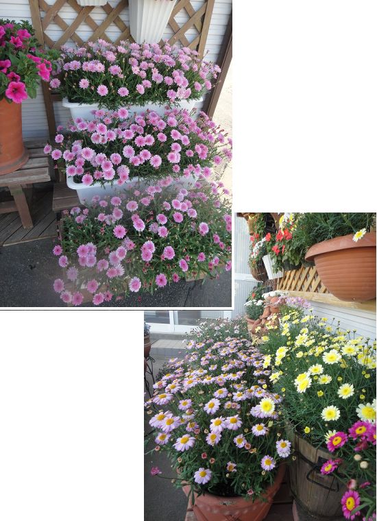 マーガレットの咲く庭