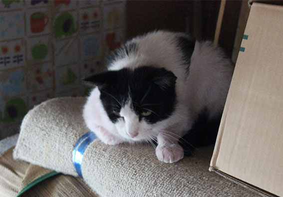 我が家のニャンコ♪2014/05/18-2