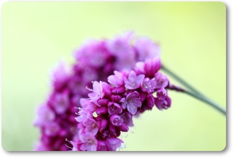 オオケタデ-4 13.9.18