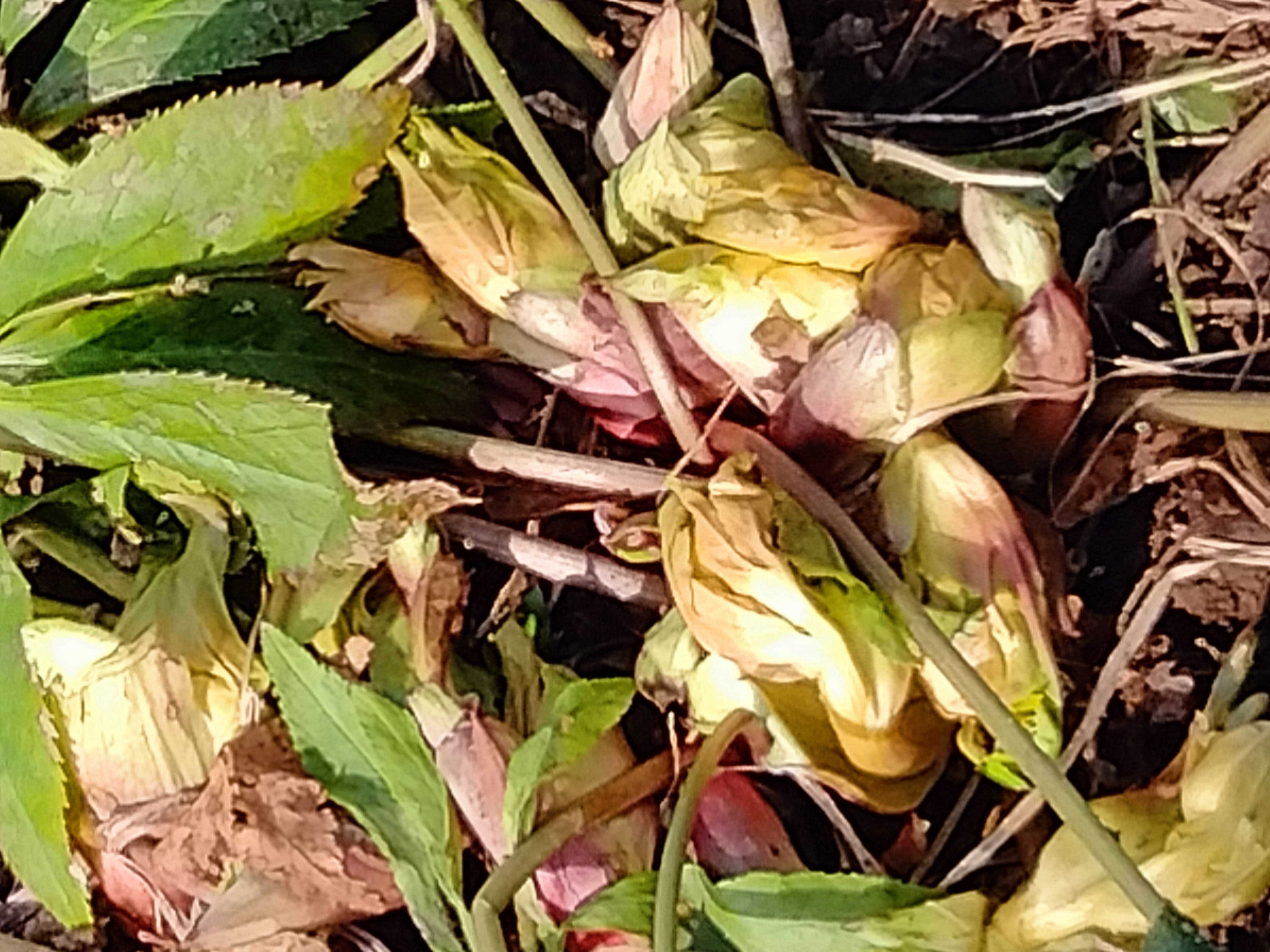 2ページ目の カテゴリ未分類 花に癒されて 楽天ブログ
