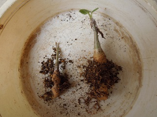 ウンカリーナ8-15-1