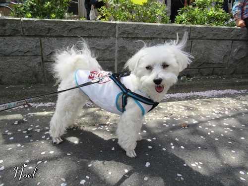 馬込文士村大桜まつり