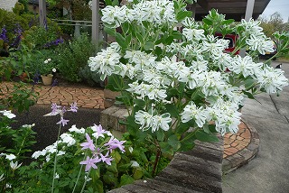 P1080026ss.jpg
