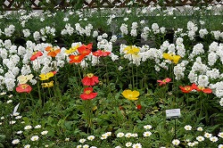 アイスランドポピー