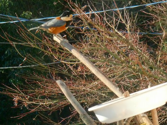 冬の野鳥 012.jpg