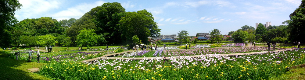 菖蒲