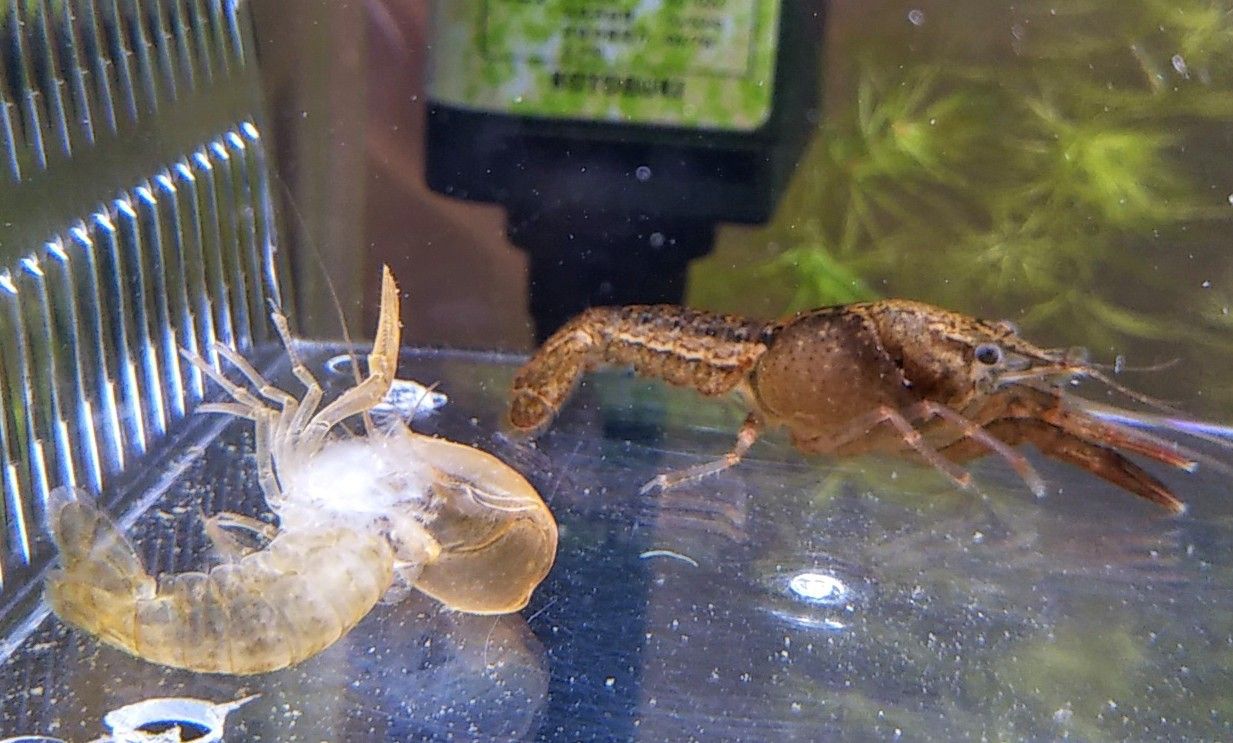 2ページ目の ホームスクール釣り と水生生物の飼育からの料理 ゆうのお料理日記 農業もやるよ ギフテッドの教育法も 楽天ブログ