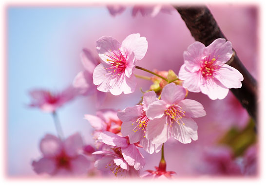 桜１