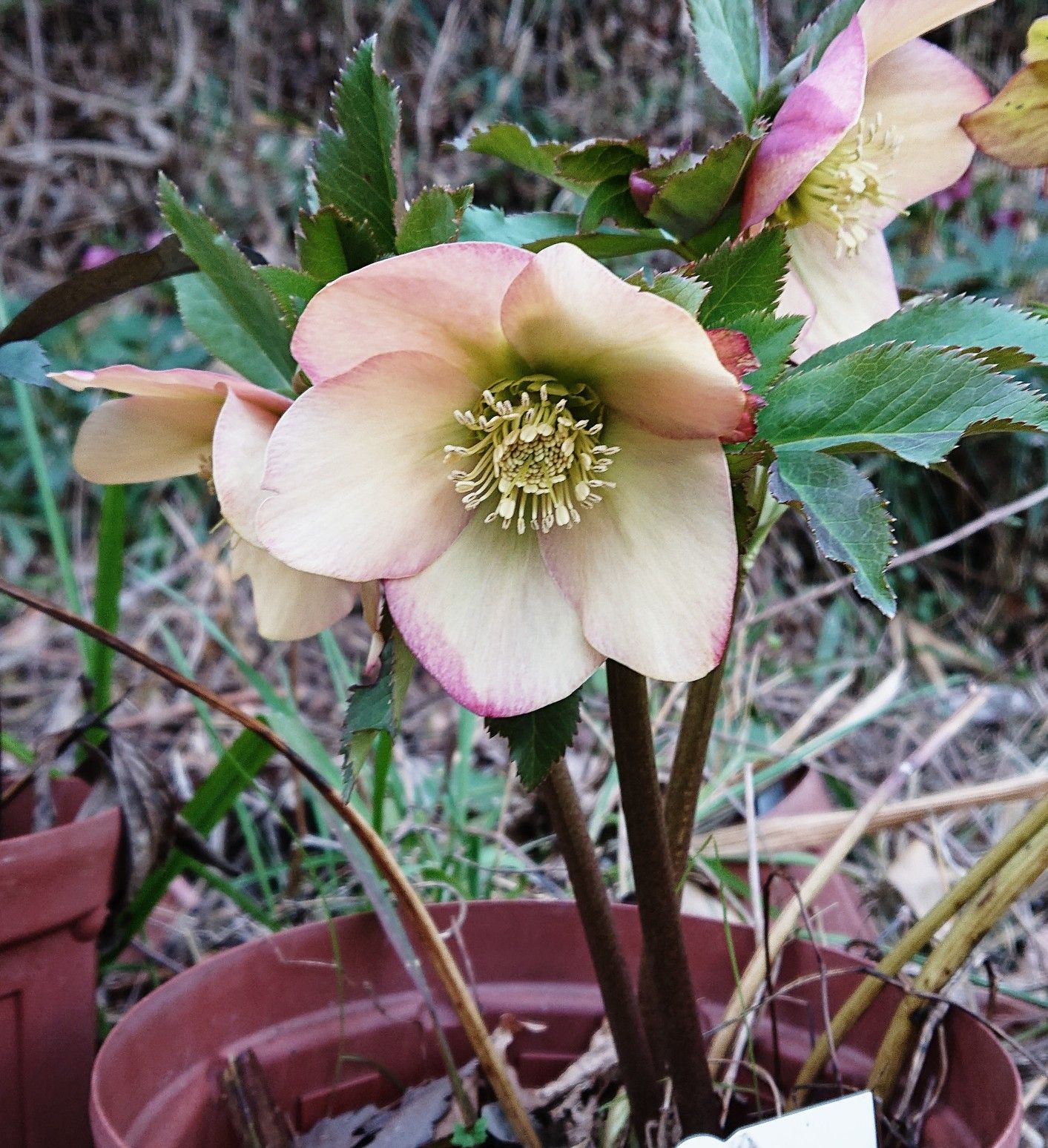 クリスマスローズミヨシブラックスワン開花株、氷の薔薇アーリーレッド