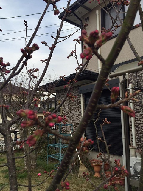 陽光桜.jpg