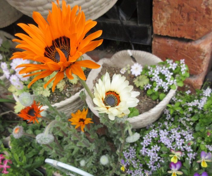 ビタミンカラーのお花が一杯 ガザニアの増やし方 狭い庭を花いっぱいにする育て方 楽天ブログ