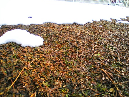 クラピアの雪解け2