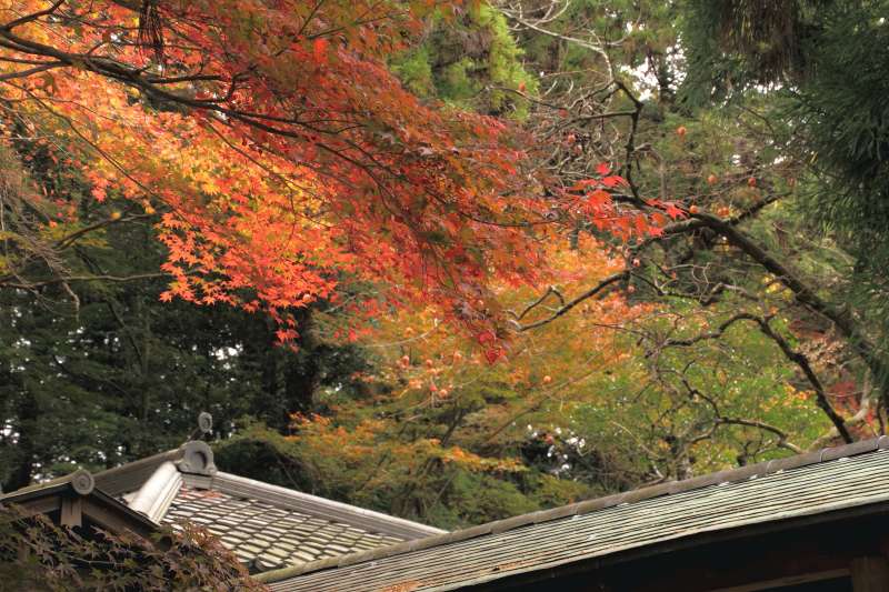 大原野神社_005.jpg